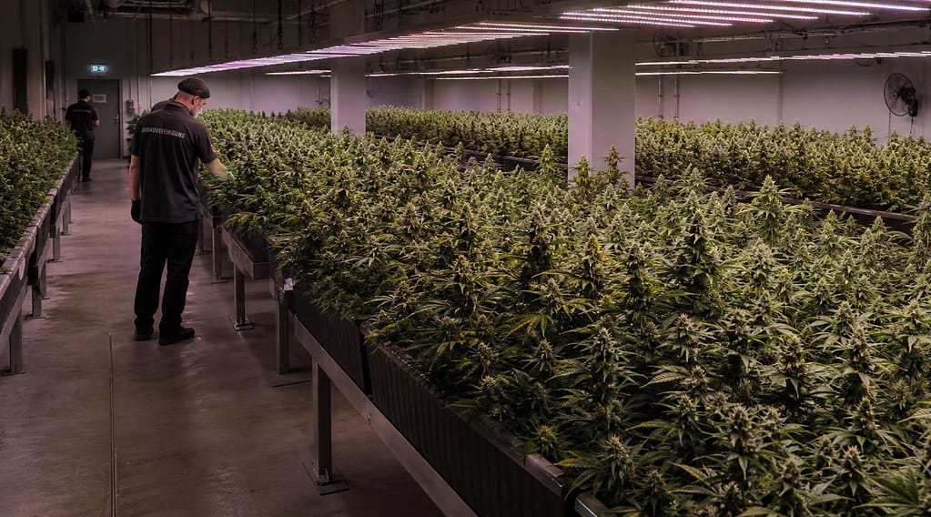 Anbaufläche einer Cannabis Anbauvereinigung mit Pflanzenlampen